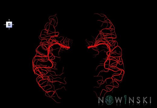 G1.T15.8.V5.C1.L0.Middle cerebral artery