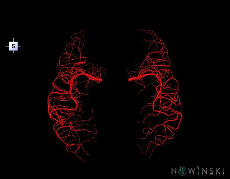 G1.T15.8.V5.C1.L0.Middle_cerebral_artery.tiff