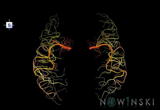 G1.T15.8.V5.C2.L0.Middle cerebral artery