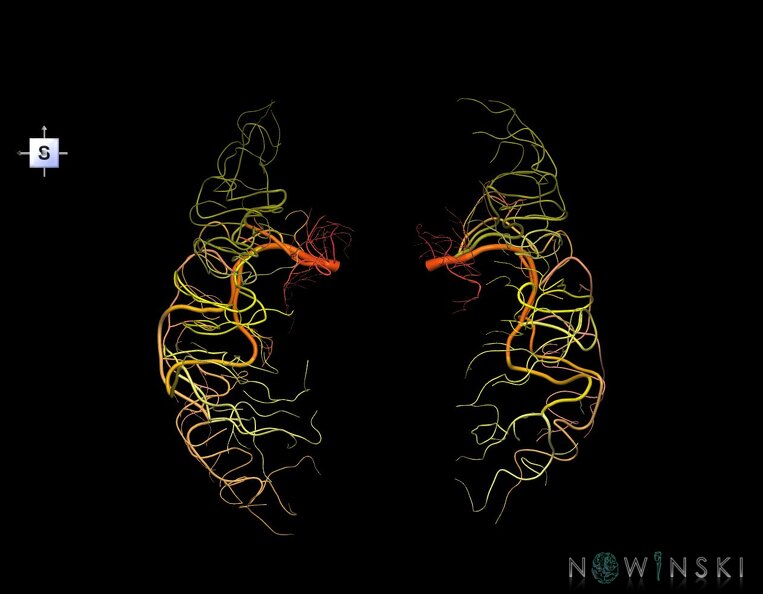 G1.T15.8.V5.C2.L0.Middle_cerebral_artery.tiff