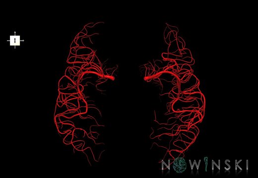 G1.T15.8.V6.C1.L0.Middle cerebral artery