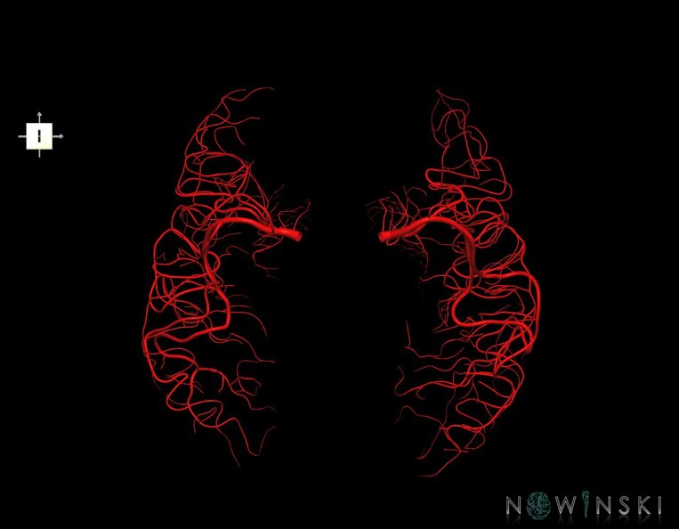 G1.T15.8.V6.C1.L0.Middle_cerebral_artery.tiff