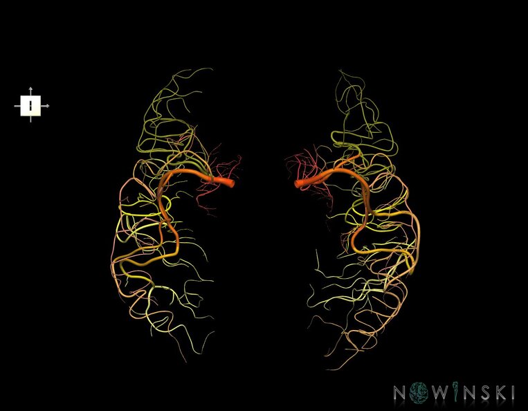 G1.T15.8.V6.C2.L0.Middle_cerebral_artery.tiff