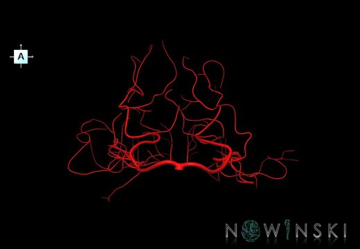 G1.T15.9.V1.C1.L0.Posterior cerebral artery