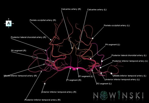 G1.T15.9.V1.C2.L1.Posterior cerebral artery