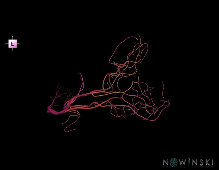G1.T15.9.V2.C2.L0.Posterior_cerebral_artery.tiff