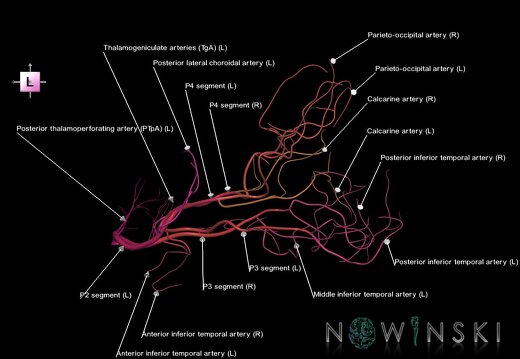 G1.T15.9.V2.C2.L1.Posterior cerebral artery