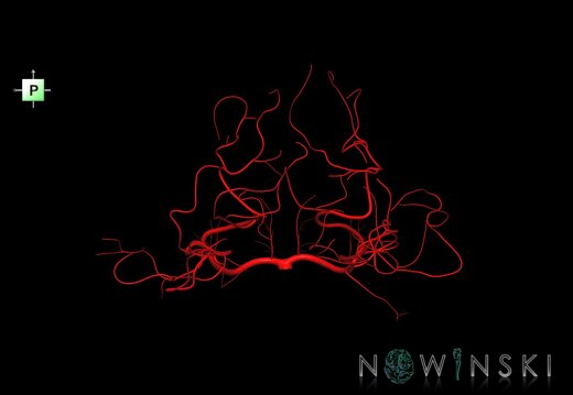 G1.T15.9.V3.C1.L0.Posterior cerebral artery