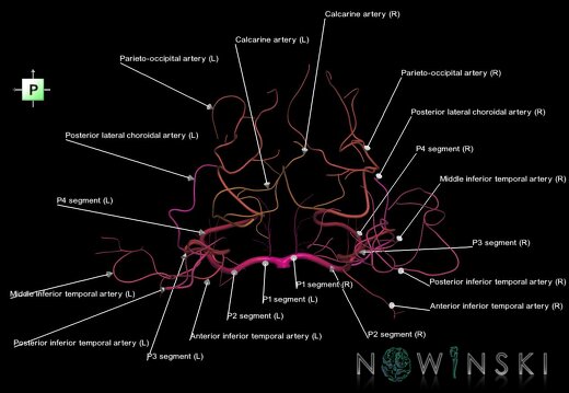 G1.T15.9.V3.C2.L1.Posterior cerebral artery