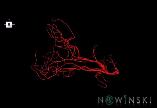 G1.T15.9.V4.C1.L0.Posterior cerebral artery