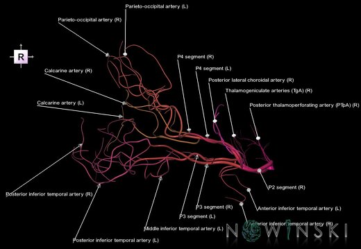 G1.T15.9.V4.C2.L1.Posterior cerebral artery