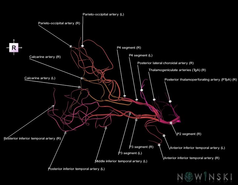 G1.T15.9.V4.C2.L1.Posterior_cerebral_artery.tiff