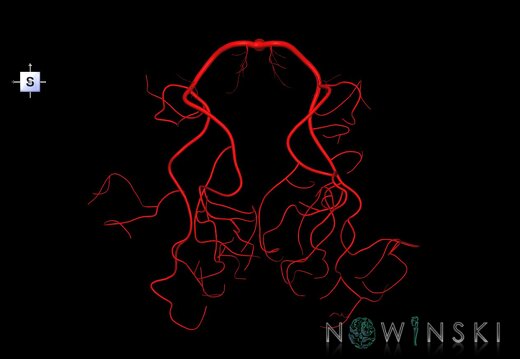 G1.T15.9.V5.C1.L0.Posterior cerebral artery