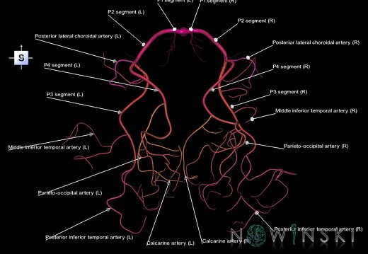 G1.T15.9.V5.C2.L1.Posterior cerebral artery