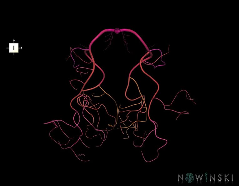 G1.T15.9.V6.C2.L0.Posterior_cerebral_artery.tiff