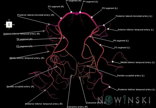 G1.T15.9.V6.C2.L1.Posterior cerebral artery