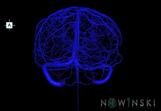 G1.T16.1.V1.C1.L0.Intracranial venous system whole
