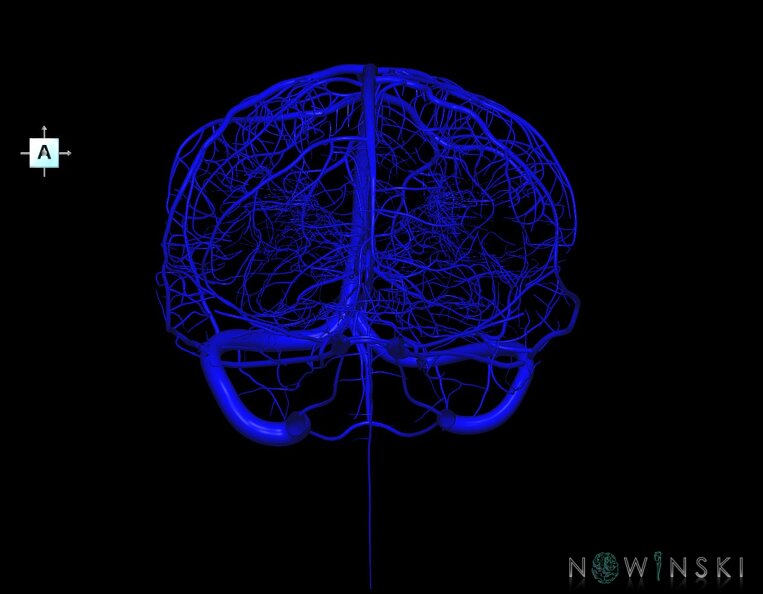G1.T16.1.V1.C1.L0.Intracranial_venous_system_whole.tiff