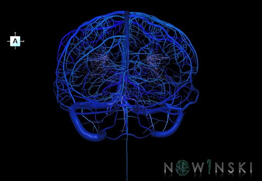 G1.T16.1.V1.C2.L0.Intracranial venous system whole