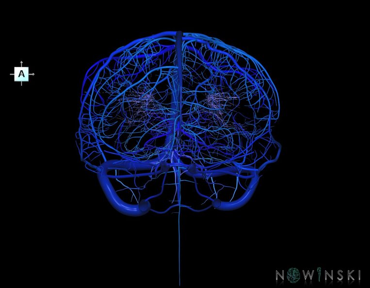 G1.T16.1.V1.C2.L0.Intracranial_venous_system_whole.tiff
