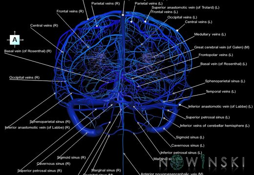 G1.T16.1.V1.C2.L1.Intracranial venous system whole