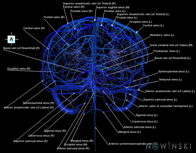 G1.T16.1.V1.C2.L1.Intracranial_venous_system_whole.tiff