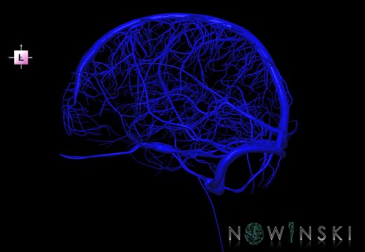 G1.T16.1.V2.C1.L0.Intracranial venous system whole