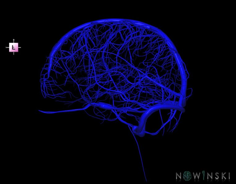 G1.T16.1.V2.C1.L0.Intracranial_venous_system_whole.tiff