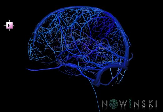 G1.T16.1.V2.C2.L0.Intracranial venous system whole