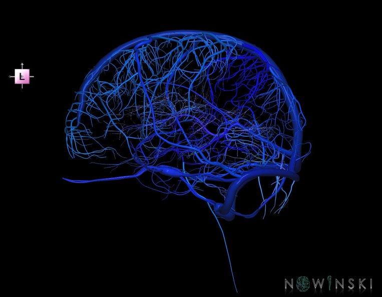 G1.T16.1.V2.C2.L0.Intracranial_venous_system_whole.tiff