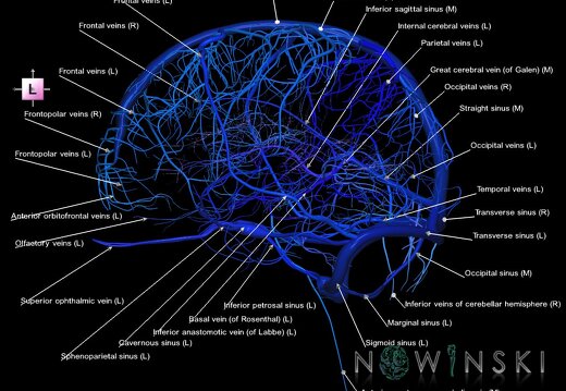 G1.T16.1.V2.C2.L1.Intracranial venous system whole