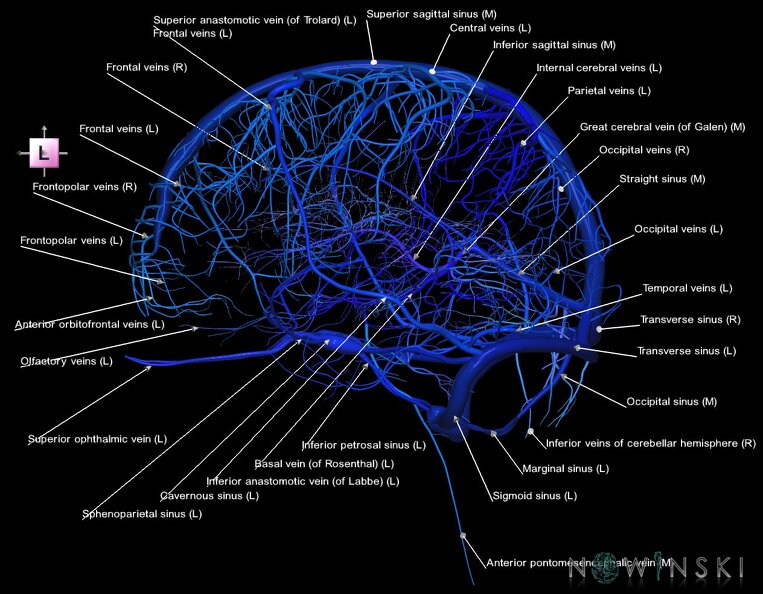 G1.T16.1.V2.C2.L1.Intracranial_venous_system_whole.tiff