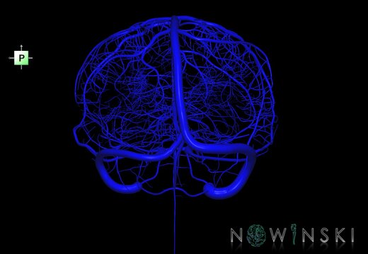 G1.T16.1.V3.C1.L0.Intracranial venous system whole