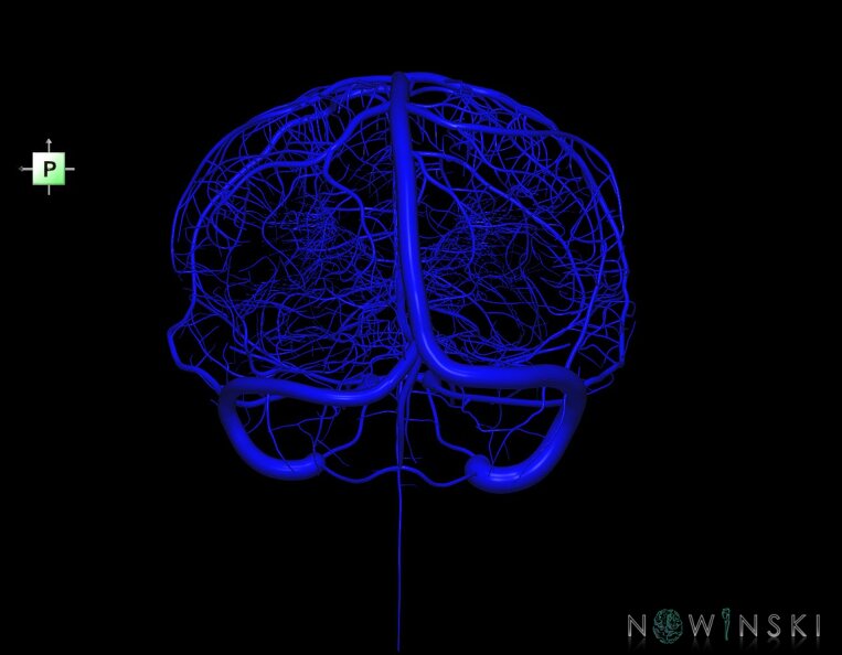 G1.T16.1.V3.C1.L0.Intracranial_venous_system_whole.tiff
