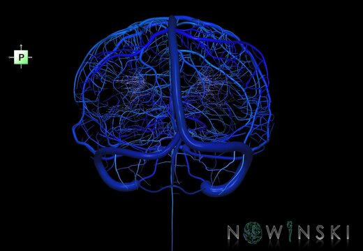 G1.T16.1.V3.C2.L0.Intracranial venous system whole