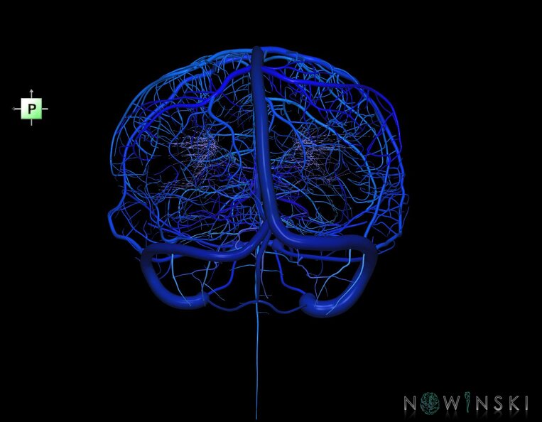 G1.T16.1.V3.C2.L0.Intracranial_venous_system_whole.tiff