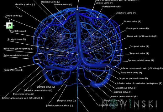 G1.T16.1.V3.C2.L1.Intracranial venous system whole