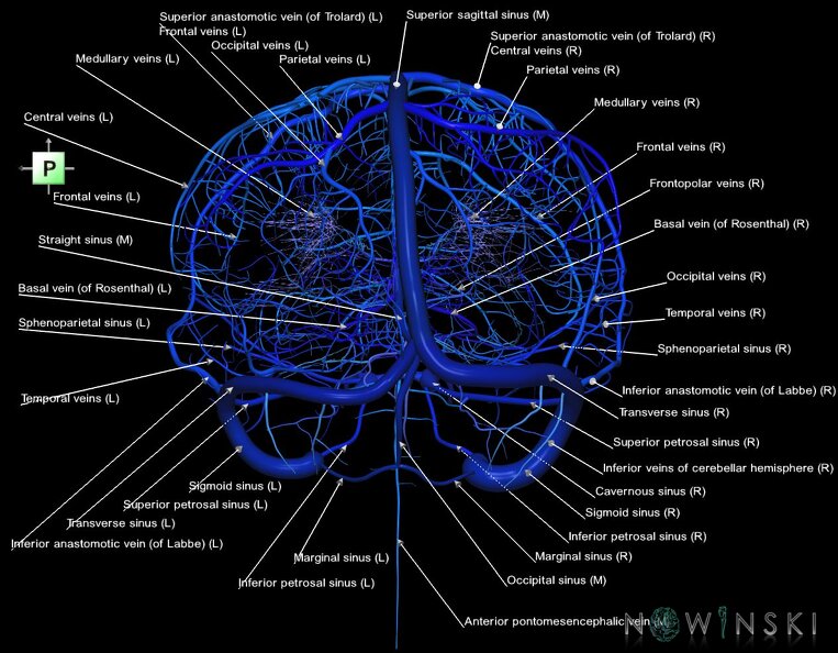 G1.T16.1.V3.C2.L1.Intracranial_venous_system_whole.tiff