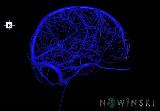 G1.T16.1.V4.C1.L0.Intracranial venous system whole