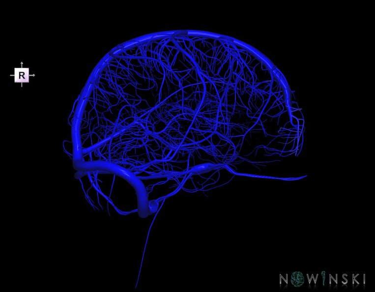 G1.T16.1.V4.C1.L0.Intracranial_venous_system_whole.tiff