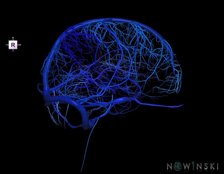 G1.T16.1.V4.C2.L0.Intracranial_venous_system_whole.tiff