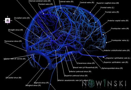 G1.T16.1.V4.C2.L1.Intracranial venous system whole