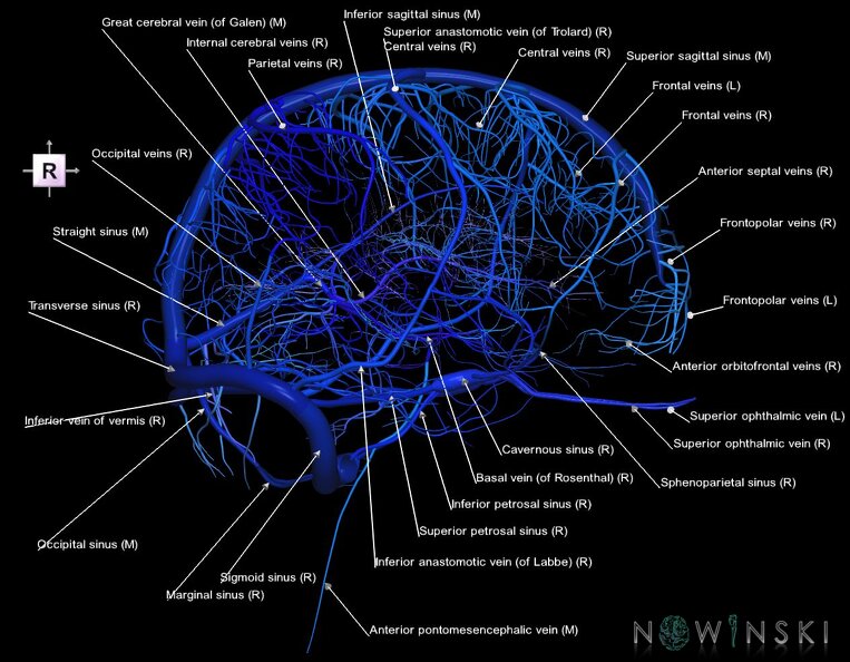 G1.T16.1.V4.C2.L1.Intracranial_venous_system_whole.tiff