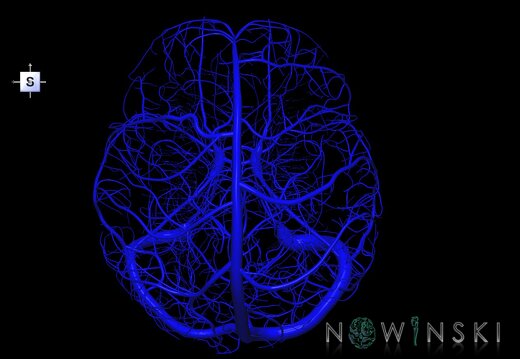 G1.T16.1.V5.C1.L0.Intracranial venous system whole