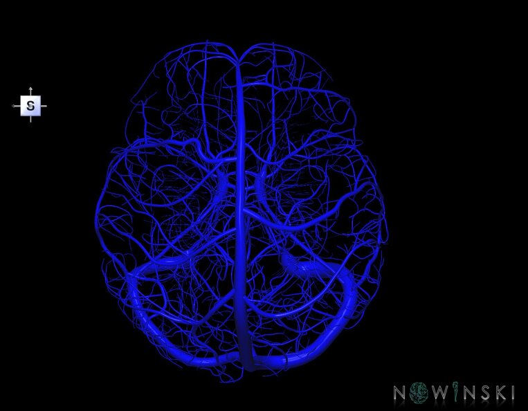 G1.T16.1.V5.C1.L0.Intracranial_venous_system_whole.tiff