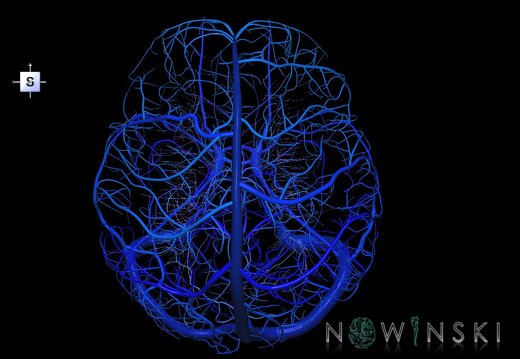 G1.T16.1.V5.C2.L0.Intracranial venous system whole