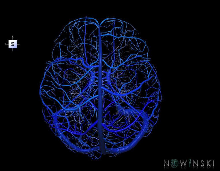 G1.T16.1.V5.C2.L0.Intracranial_venous_system_whole.tiff