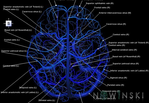 G1.T16.1.V5.C2.L1.Intracranial venous system whole