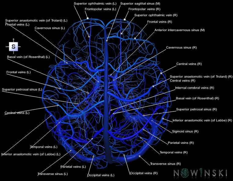 G1.T16.1.V5.C2.L1.Intracranial_venous_system_whole.tiff
