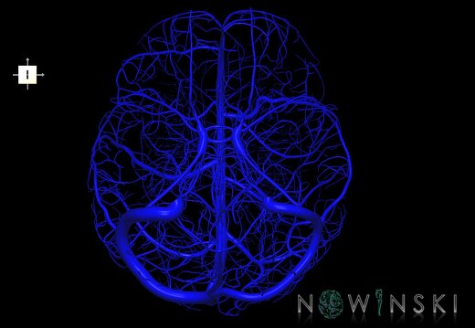 G1.T16.1.V6.C1.L0.Intracranial venous system whole